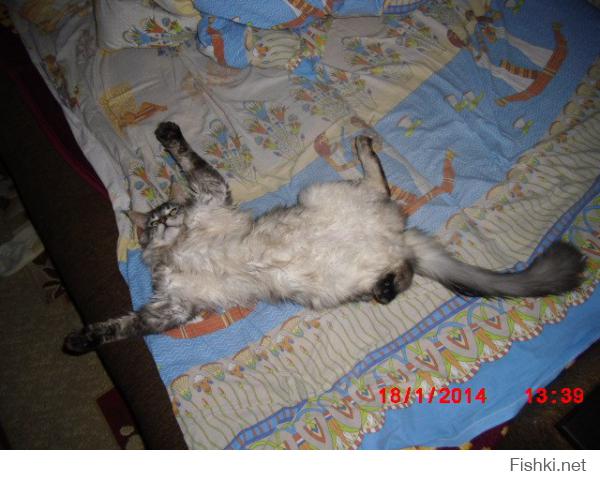 мой кошак постоянно так спит
