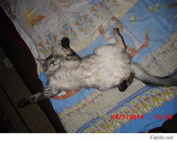 мой кошак постоянно так спит