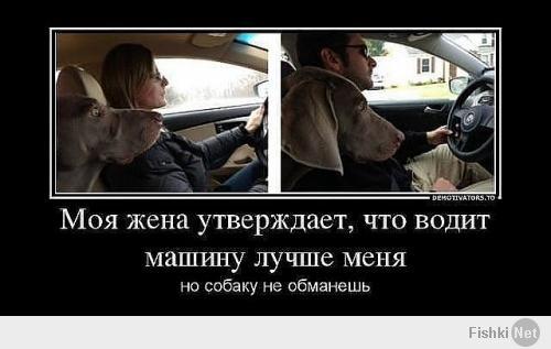Морды собак, впервые севших в машину