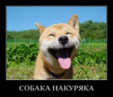 31 улыбка от зверушек, которые сделали нас счастливее в 2014 году