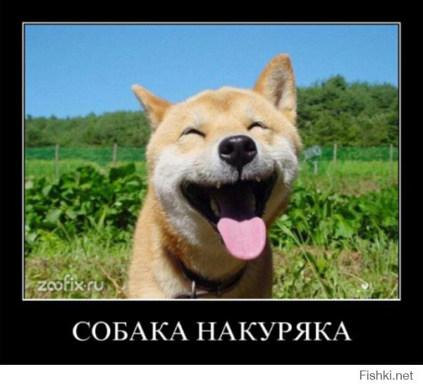 31 улыбка от зверушек, которые сделали нас счастливее в 2014 году