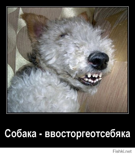 31 улыбка от зверушек, которые сделали нас счастливее в 2014 году