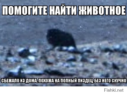 Mars Exploration Rover обнаружил на Марсе живое существо
