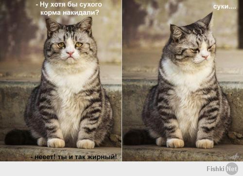 Печальный кот