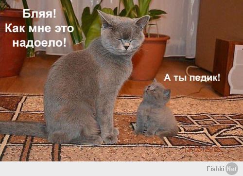 Котейки и пёсики