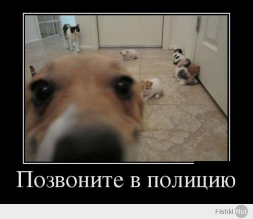 Мужик нацепил на пеликана видеокамеру
