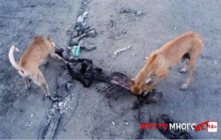 что укро-твари ещё может ваших героев показать?