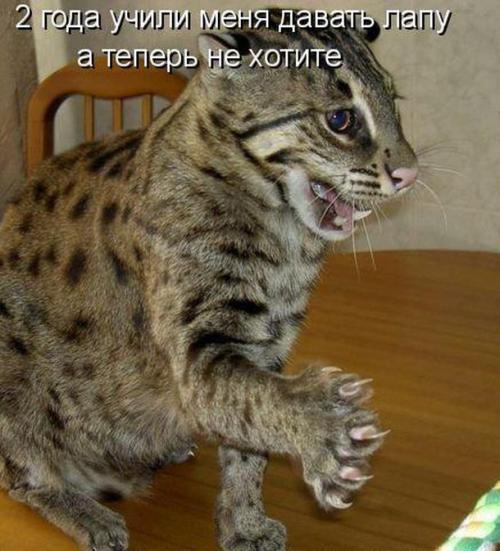 Фишкина солянка. Часть 41