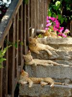 Кото-паст =)