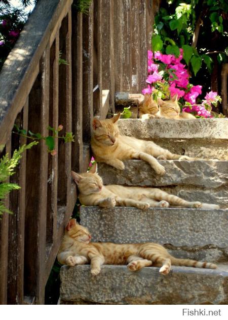 Кото-паст =)