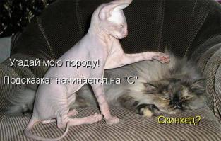 Картинки со смешными подписями