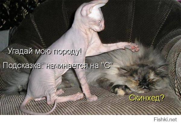 Картинки со смешными подписями