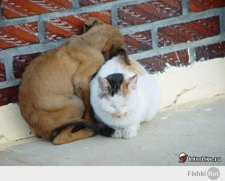 Котейки и пёсики