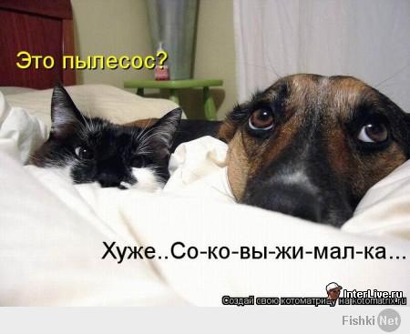 Котейки и пёсики