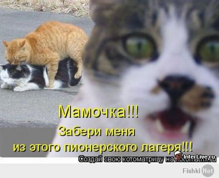 Котейки и пёсики