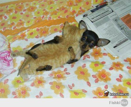 Котейки и пёсики
