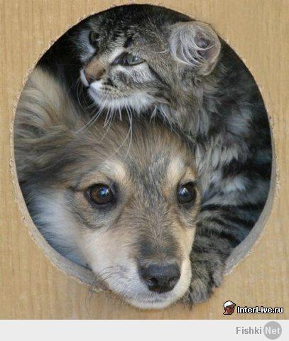Котейки и пёсики