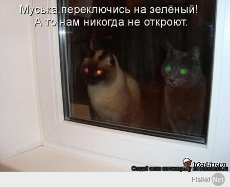 Котейки и пёсики