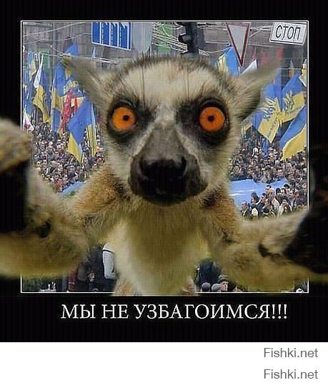 20 животных, которых тоже чертовски удивляет этот мир