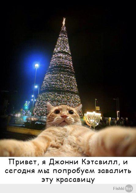Джонни Кэтсвилл