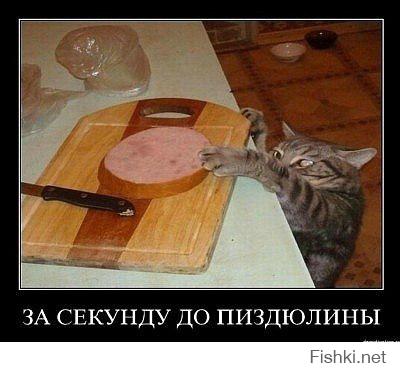 Нормальный деревенский кот