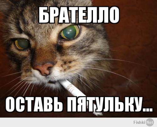 а что курить кота не научил ?