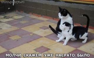 Фотографии, сделанные в нужный момент