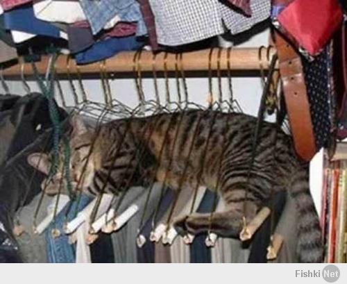 Кошки, спящие в странных местах