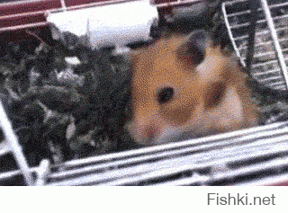 Щекастые хомяки