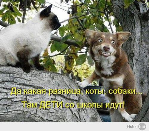 Терпение домашних животных