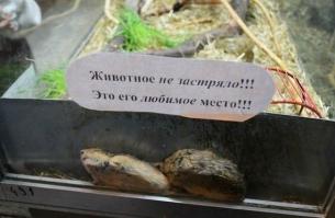 Застрял