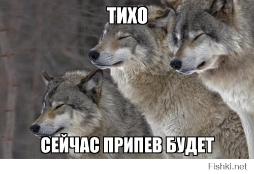 Волки
