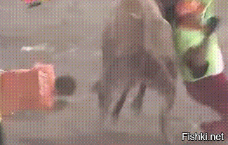 Думаю, что скорее всего так: