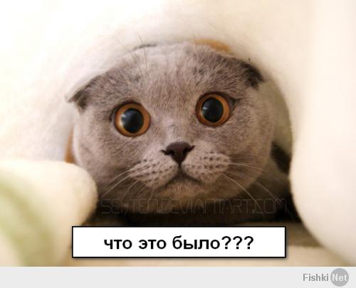 Котэ испугался :)