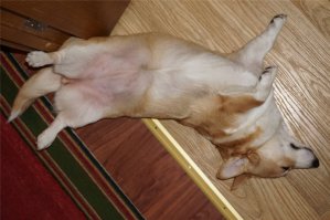 моя корги бывают позы и похлеще. но как только подойдёшь сфоткать - меняет позу