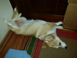 моя корги бывают позы и похлеще. но как только подойдёшь сфоткать - меняет позу