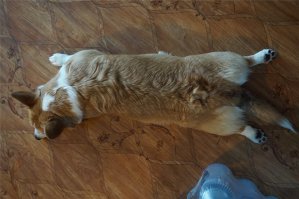 моя корги бывают позы и похлеще. но как только подойдёшь сфоткать - меняет позу