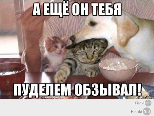 Кошки и собаки могут быть друзьями