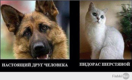 Котейки и пёсики