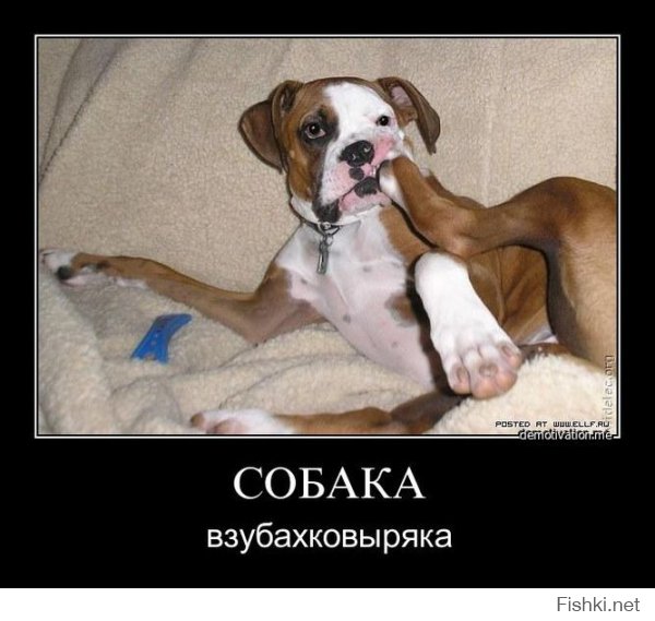 Такие разные собаки