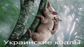 Казалось бы причем тут Украина? ведь у них и коалы то свои.