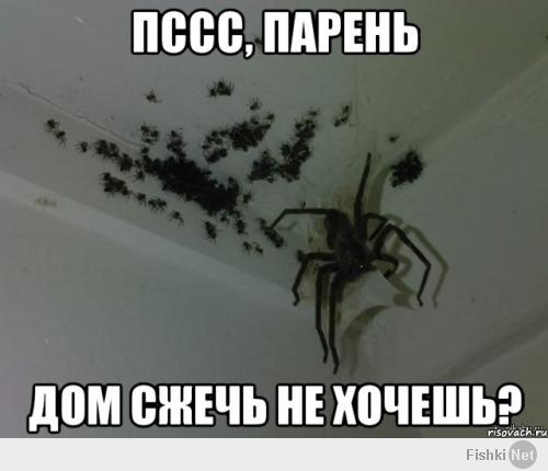 Пушистый гость