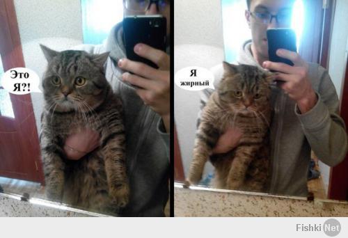 Печальный кот