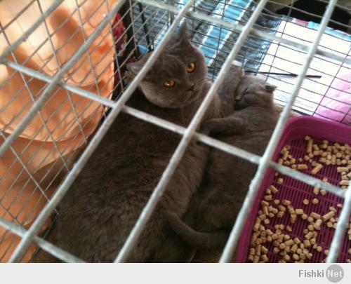 В Москве прошла выставка кошек «Возрождение-2014»