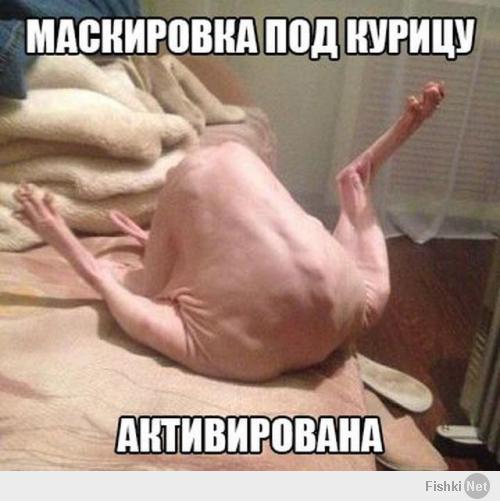 Позитивный кото-пост.