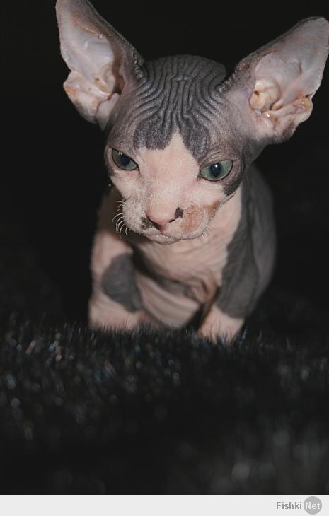 Позитивный кото-пост.