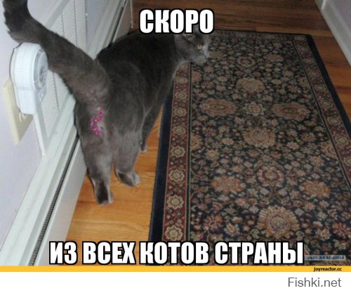 Котоматрицы на Новый год