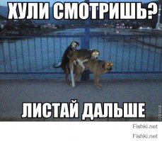Сбой в матрице. Собака-телепортяка