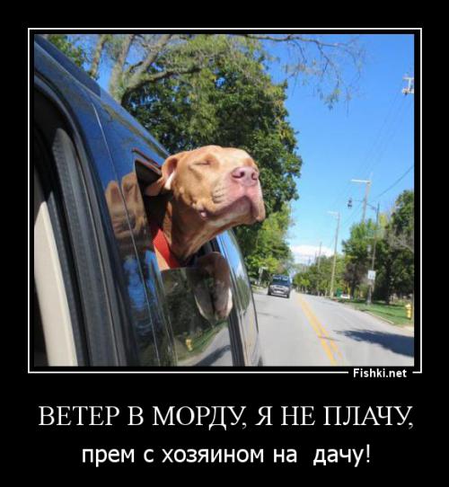 Морды собак, впервые севших в машину