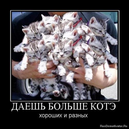 Берегитесь котов!